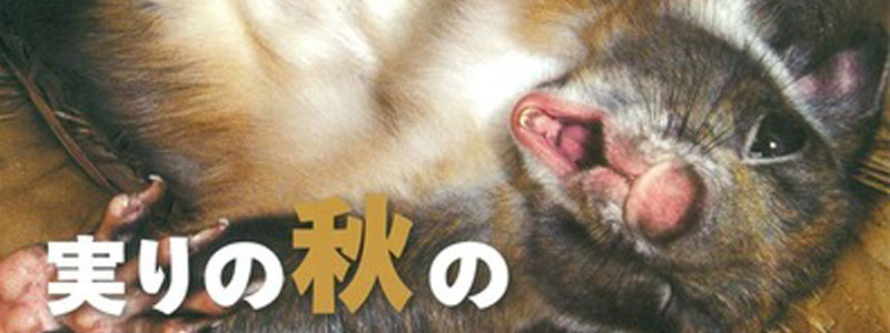 動物たちのビックリ事件簿