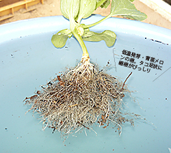 ቷEc̍B^Rɍ׍т