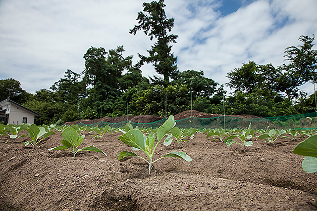 ���N�����珇���ȃL���x�c�B6��25���ɔd��A7��25���ɒ�A�B�r�����̂������ŁA��݂̂Ȃ��L���x�c���Ƃ���i�ԏ��x�m�B�e�A�ȉ�A���j