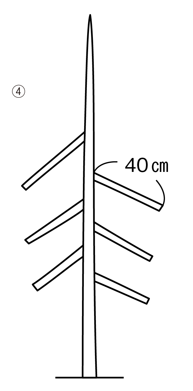 x̂ŁA}𒷂40cmɐ؂߂ƁA3NڂŎ劲}悭LтB3Nڈȍ~͑}̑ēKXESB3.8mقǂɂ
