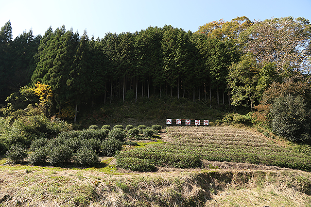 10aのべにふうき園。藤田さんの茶の直売所の前にある。左側が立ち木風の自然仕立ての株。右側は機械摘みの株（更新のため中切りしてある）