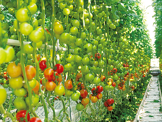 10a当たり65tとっているオランダのトマト栽培