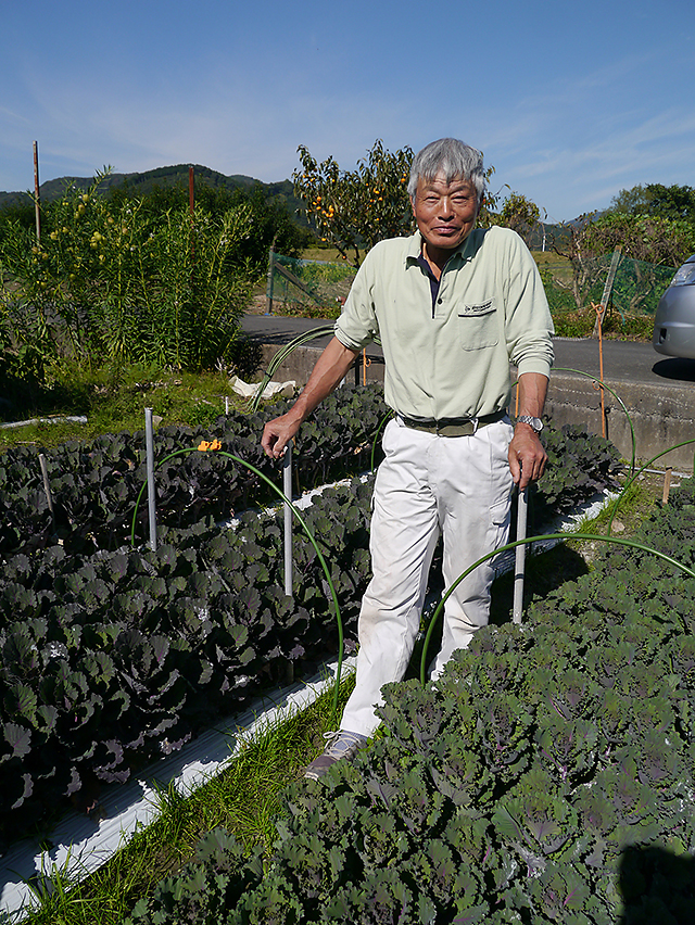 大村健次郎さん（69歳）。左側の2ウネは「ブラックリーフ」、右側は「ファーストレディ」。お茶とカンキツの農家。6年前からハボタンと花木の栽培もはじめた