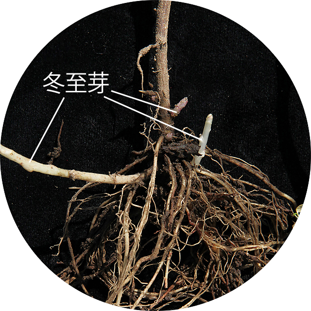 Ê12{̉肪BxXgȑ傫͉E4ځiA18cmĵ̂AǂƑ}ƂĎg