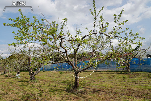 月刊 現代農業年5月号 イネから学んだリンゴ栽培4 花芽を増やして 葉数を稼ぐ
