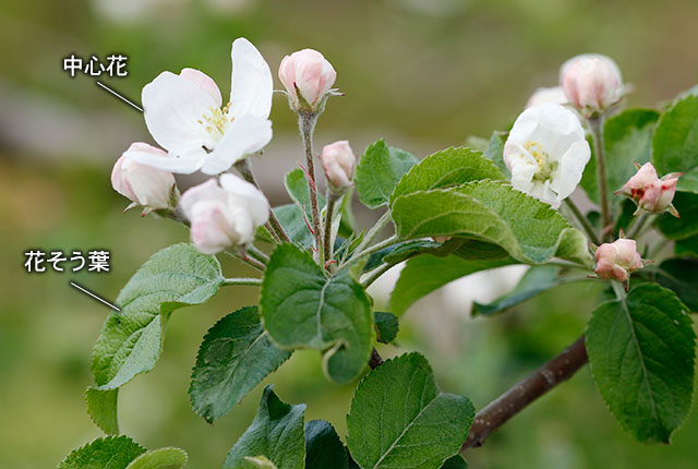 月刊 現代農業年5月号 イネから学んだリンゴ栽培4 花芽を増やして 葉数を稼ぐ