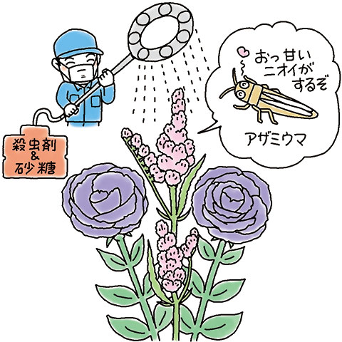 月刊 現代農業年6月号 花のアザミウマ防除 砂糖混用がバッチリ効いた