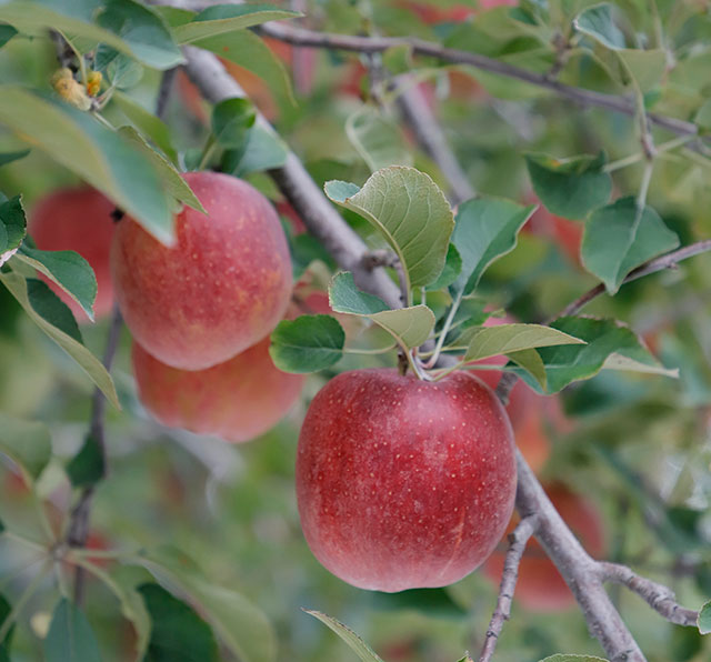 月刊 現代農業2021年5月号 リンゴの気持ち 樹の生理3 粗摘果のやり方