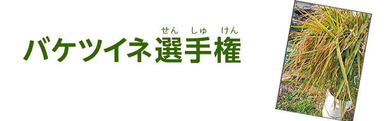 バケツイネ選手権