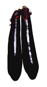 n-syurui.html