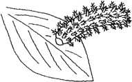 ホトトギス(ルリタテハ)