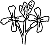 ルッコラの花