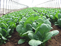 �L�@�_�ƍu��