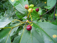NW