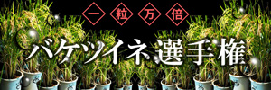バケツイネ選手権
